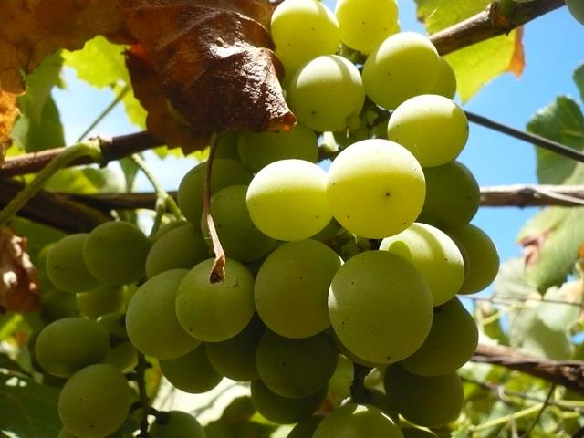 Eventi Itineranti - Vie di Bacco - BW Hotel Paradiso Terra dell’enogastronomia, Napoli è pronta ad accogliervi nel suo cuore produttivo, attraverso la visita ad una delle principali aziende viti-vinicole del territorio.